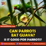 Can Parrots Eat Guava? Are they Healthy for Parrots?