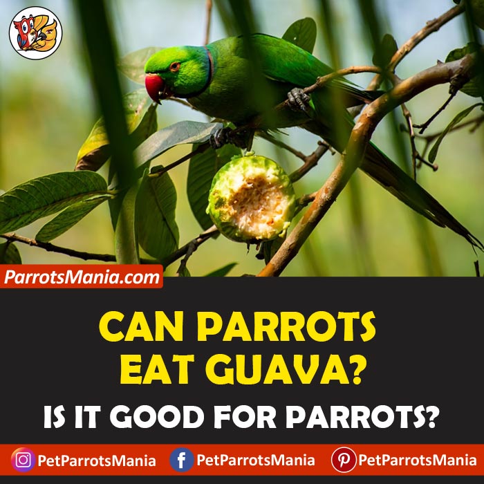 Parrots Eat Guava