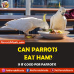 Can Parrots Eat Ham?