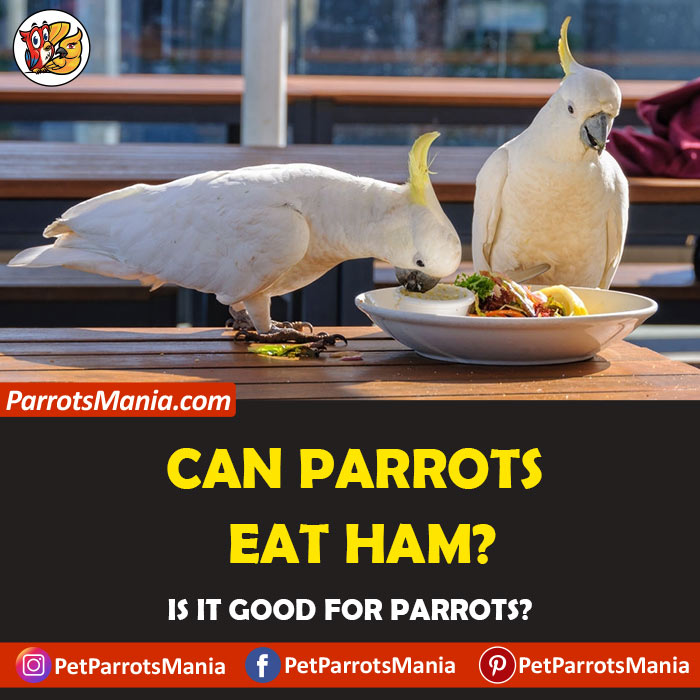 Parrots Eat Ham