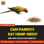 Can parrots eat hemp seeds?