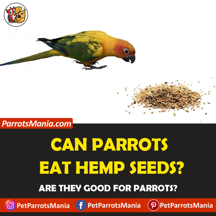 Parrots Eat Hemp Seeds