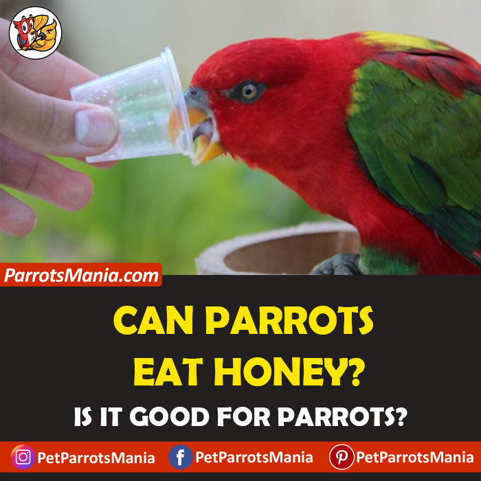 Parrots Eat Honey