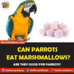 Can Parrots Eat Marshmallows?