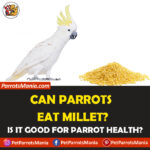 Can Parrots Eat Millet?