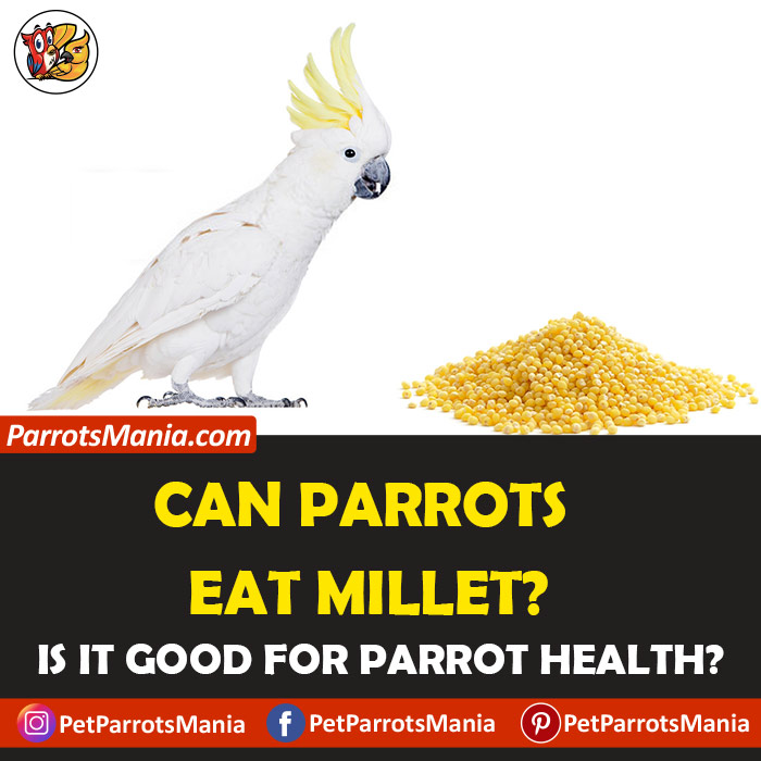 Parrots Eat Millet