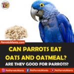 Can Parrots Eat Oats and Oatmeal?