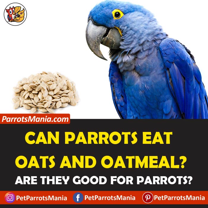 Parrots Eat Oats And Oatmeal