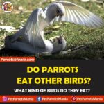 Do Parrots Eat Other Birds?