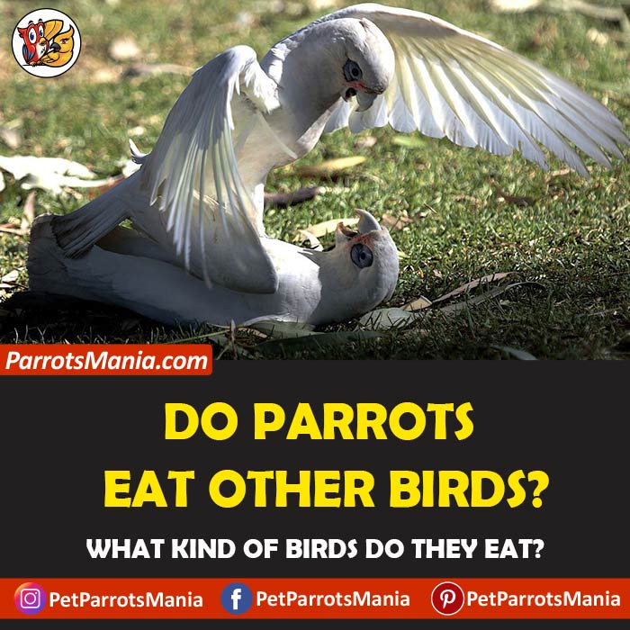 Parrots Eat Other Birds