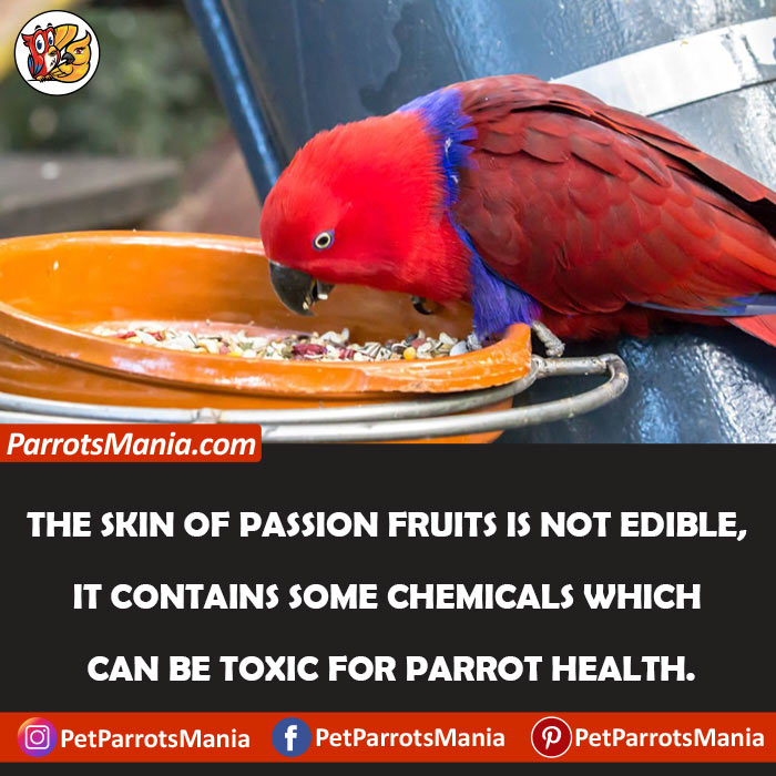 Parrots Eat Passion Fruit Skin