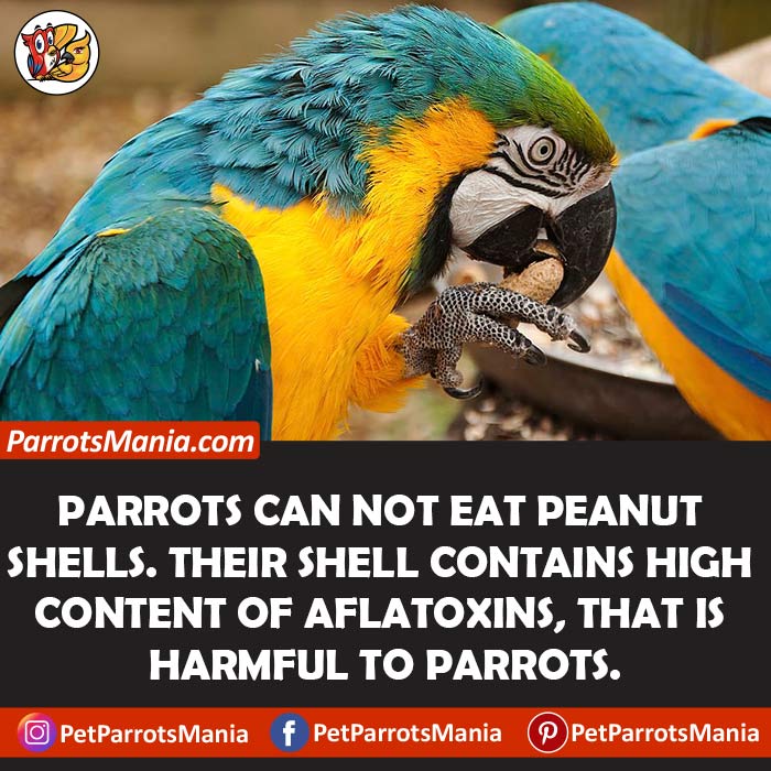 Parrots Eat Peanut Shell