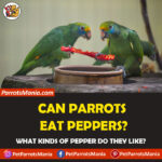 Can parrots eat peppers?