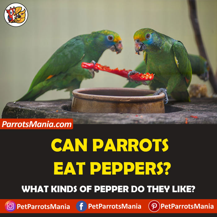 Parrots Eat Peppers