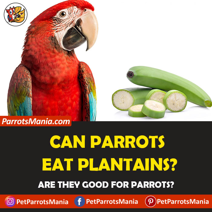 Parrots Eat Plantains