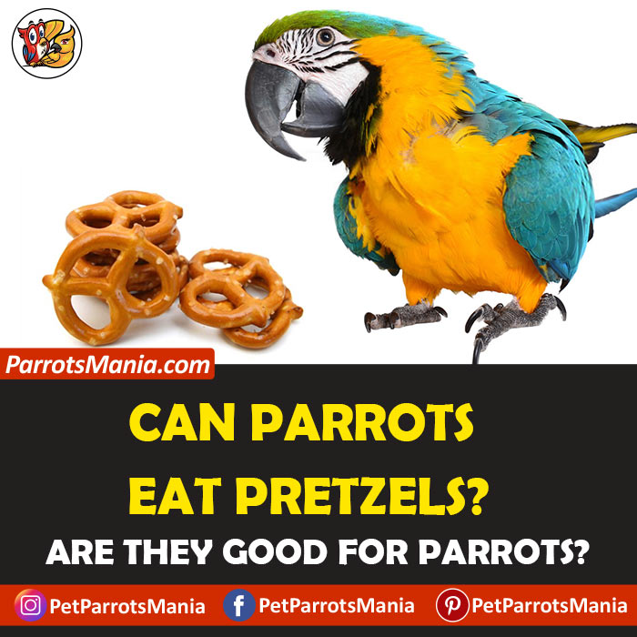 Parrots Eat Pretzels