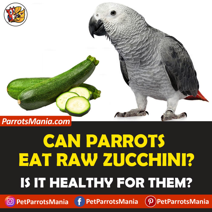 Parrots Eat Raw Zucchini