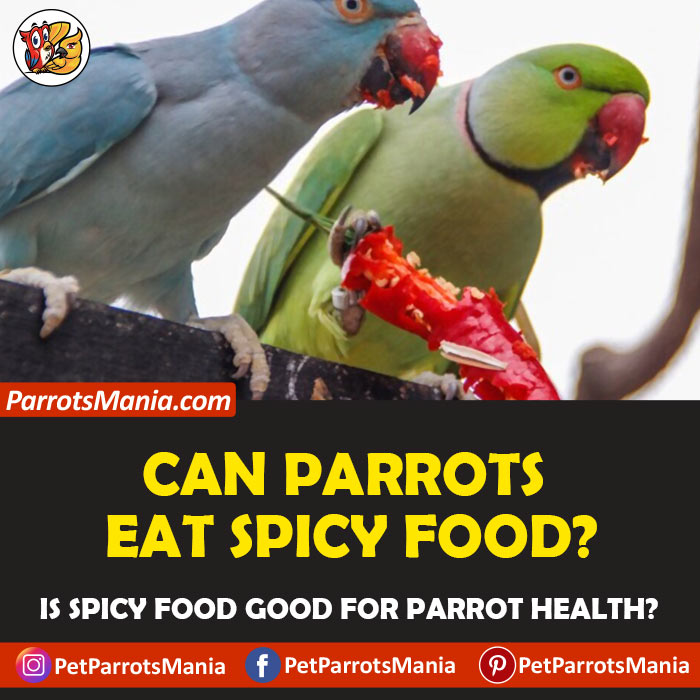 Parrots Eat Spicy Food