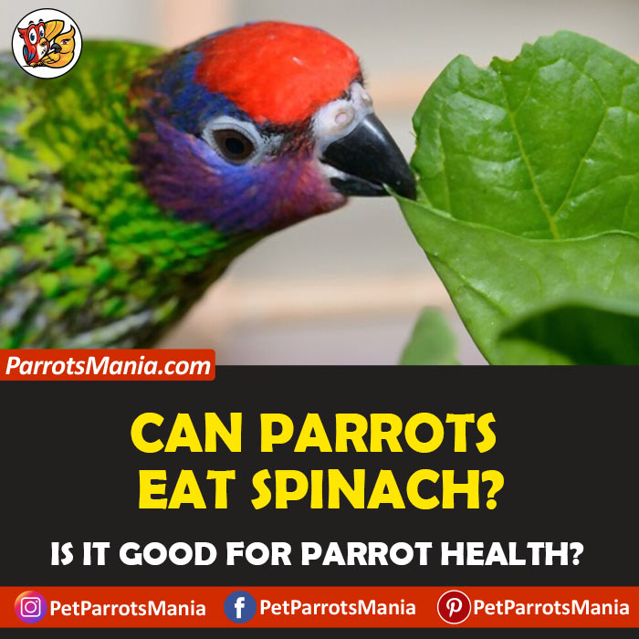 Parrots Eat Spinach