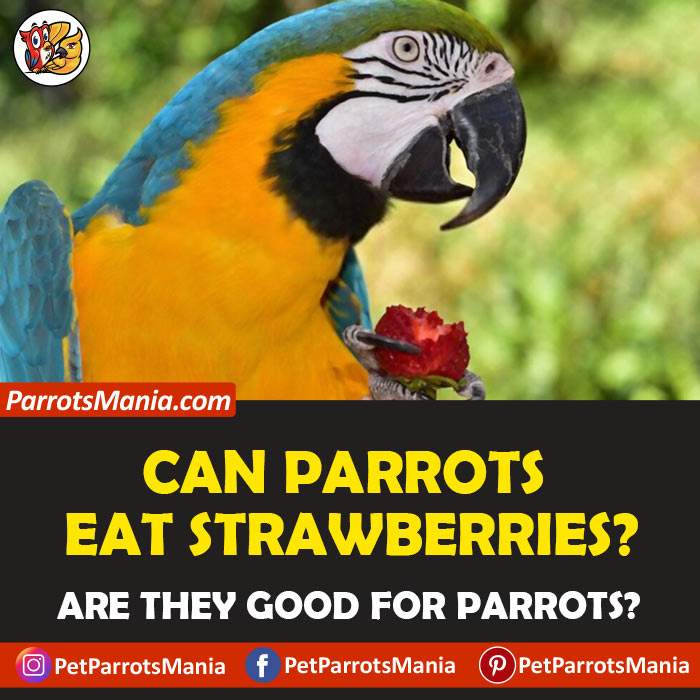 Parrots Eat Strawberries