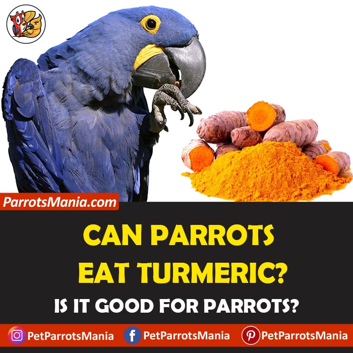 Parrots Eat Turmeric