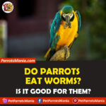 Do Parrots Eat Worms? Are they Good for Parrot's health?
