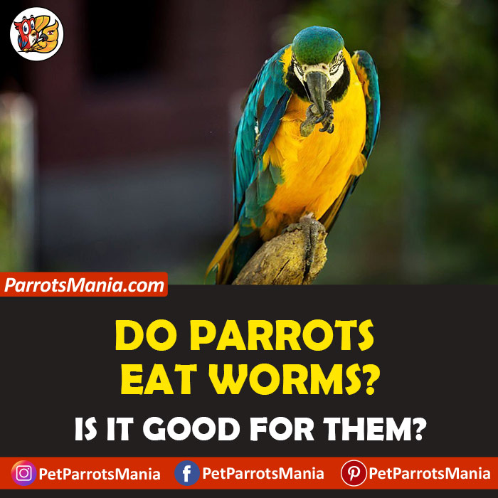 Parrots Eat Worms