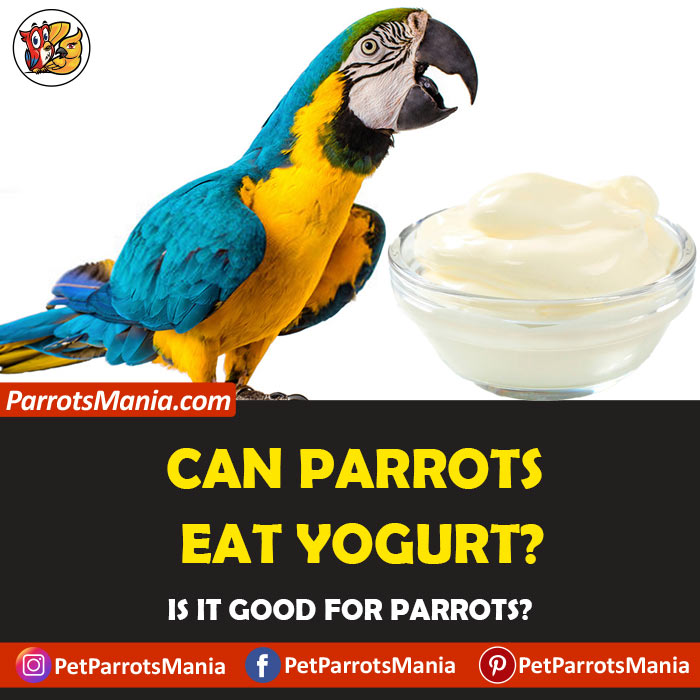 Parrots Eat Yogurt