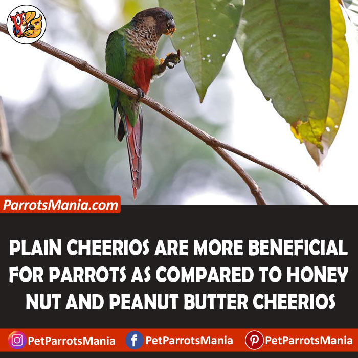 Plain Cheerios Good For Parrots