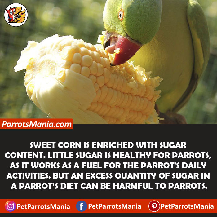 Raw And Cooked Sweet Corn For Parrots