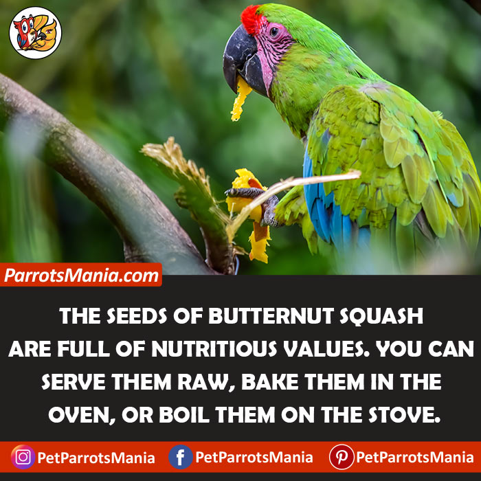 Seeds Of Butternut Squash Healthy For Parrots