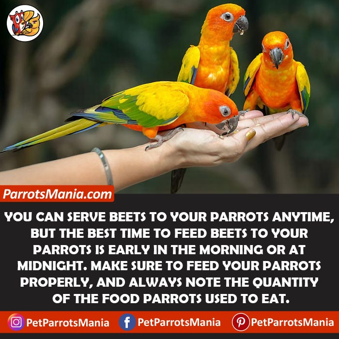 Serve Beets To Your Parrots