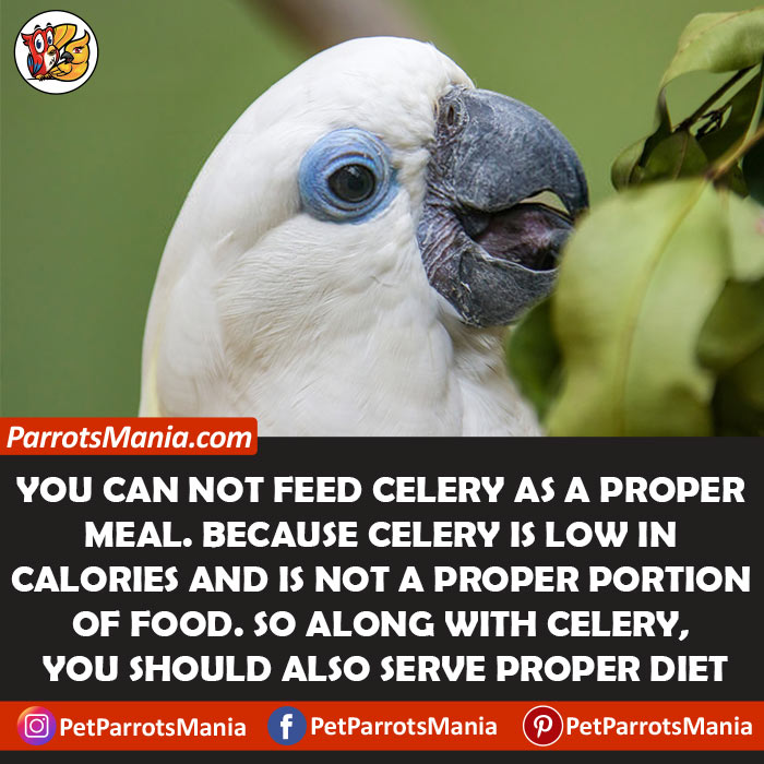 Serve Celery To Parrot