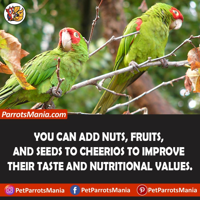 Serve Cheerios To Parrots