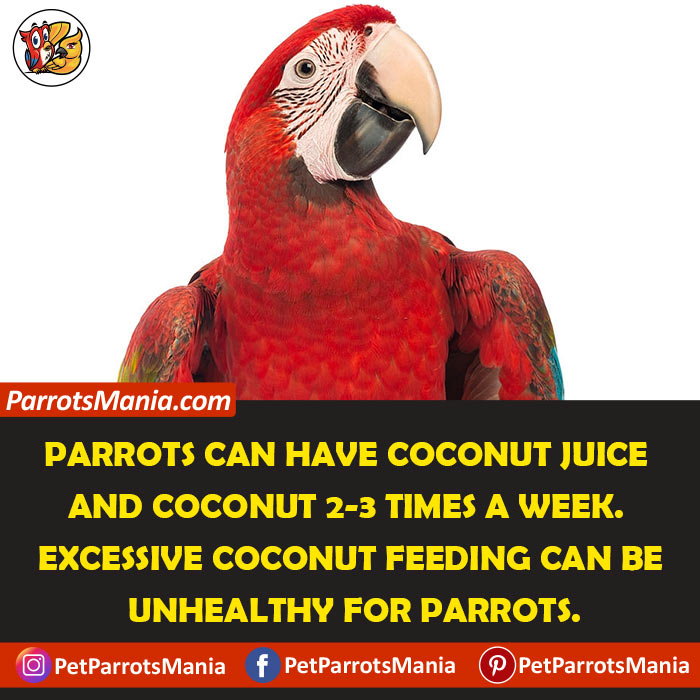 Serve Coconuts to Your Parrots