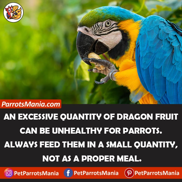 Serve Dragon Fruits To Your Parrots