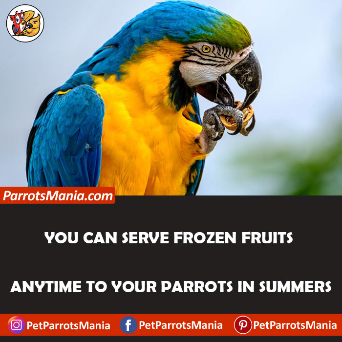 Serve Frozen Fruits To Your Parrots