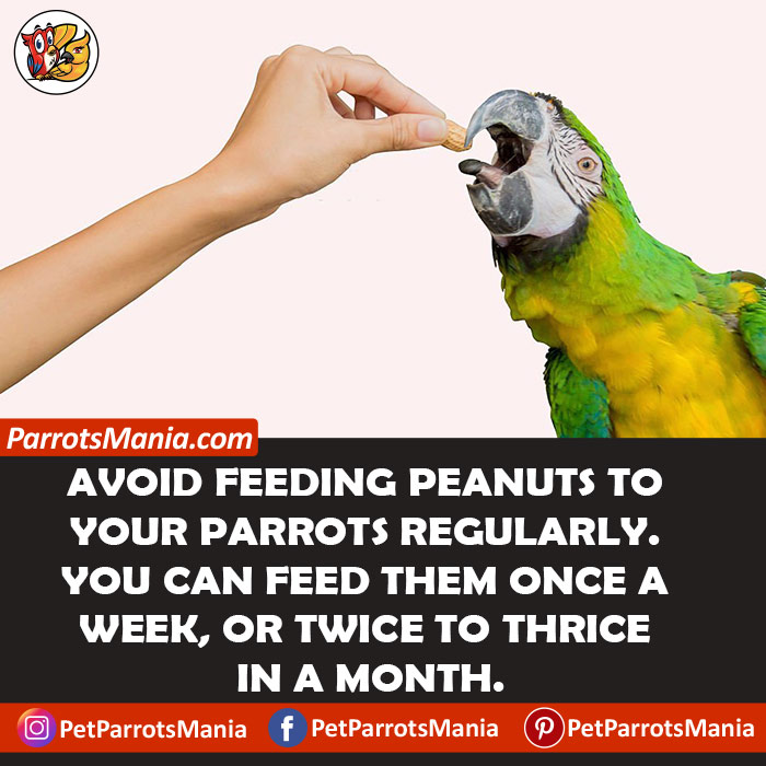 Serve Peanuts To Parrots