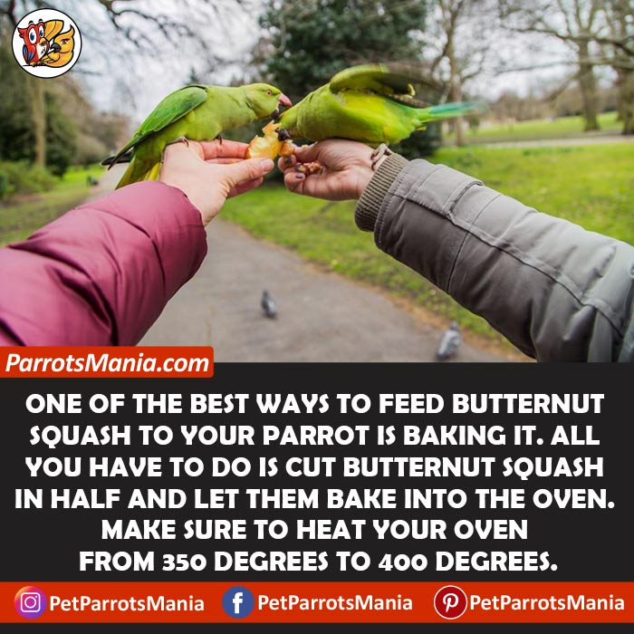 Serve Raw Butternut Squash To Parrots