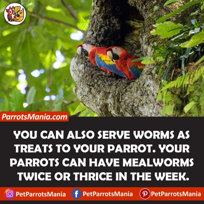 Serve-Worms-To-The-Parrots
