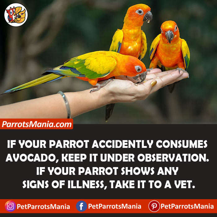 Side Effects Of Avocado For Parrots