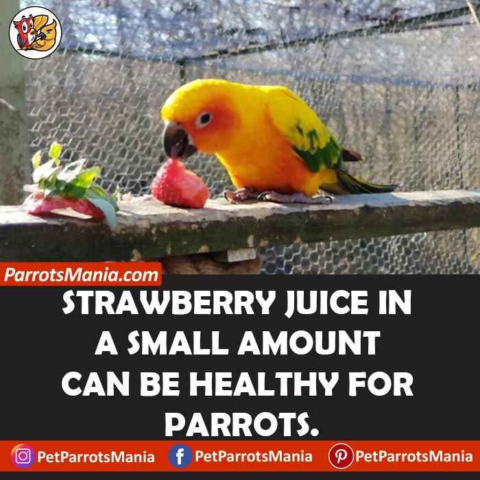 Strawberries Juice for parrots