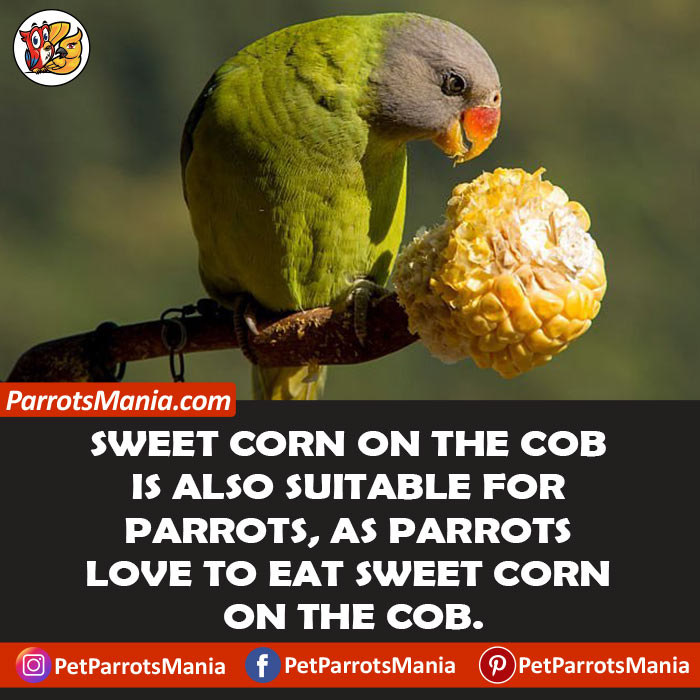 Sweet Corn On The Cob for parrots