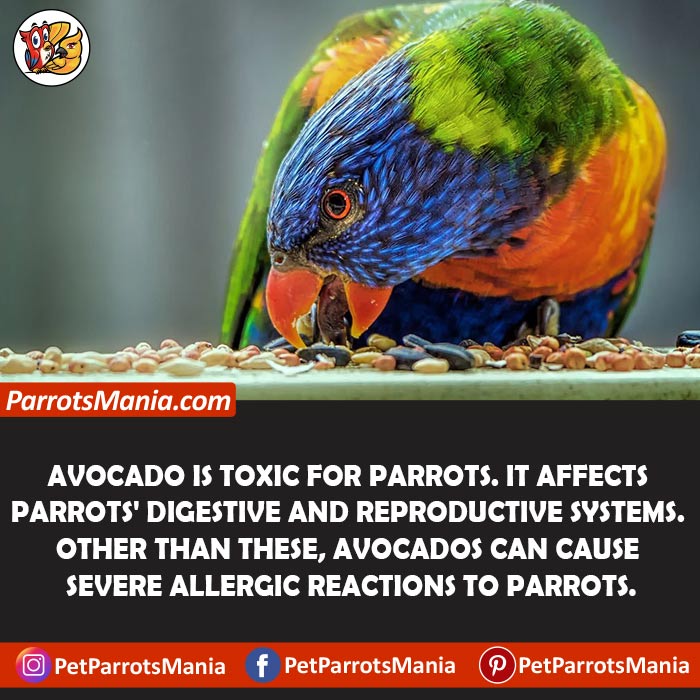 Toxins In Avocado for parrots