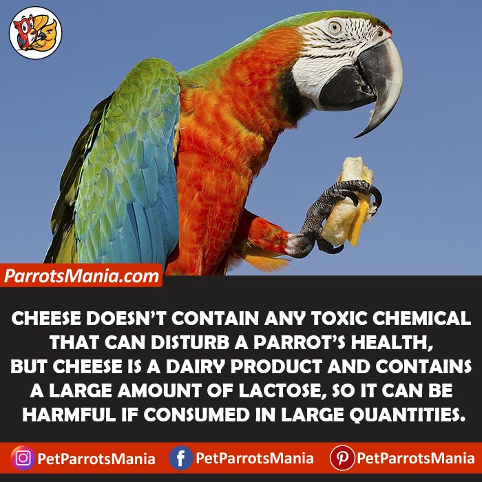 Types Of Cheese Parrots Can Or Can’t Eat