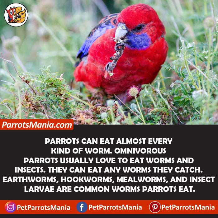 Types Of The Worms Parrots Eat