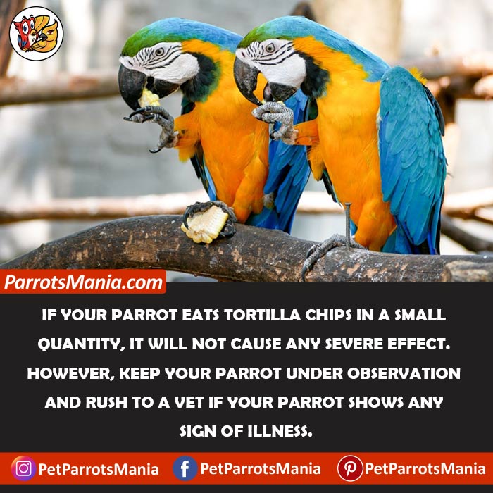 What Happens If Parrots Eat Tortilla Chips Accidentally
