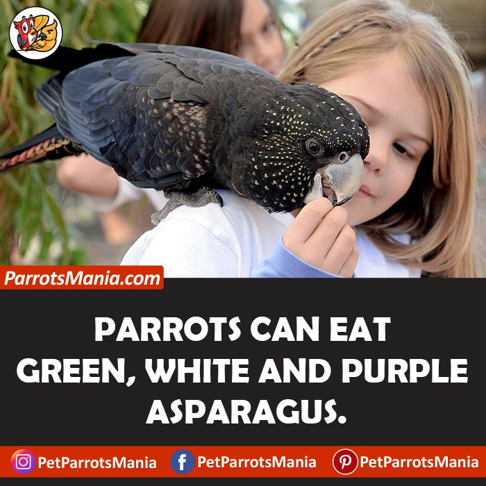 What Kinds Of Asparagus Parrots Can Eat