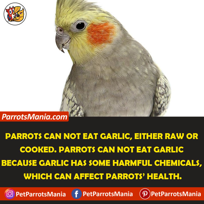 Why Not Garlic For Parrots