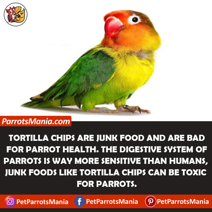 Why Not Tortilla Chips For parrots
